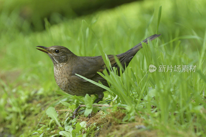 母黑鸟(Turdus turla)